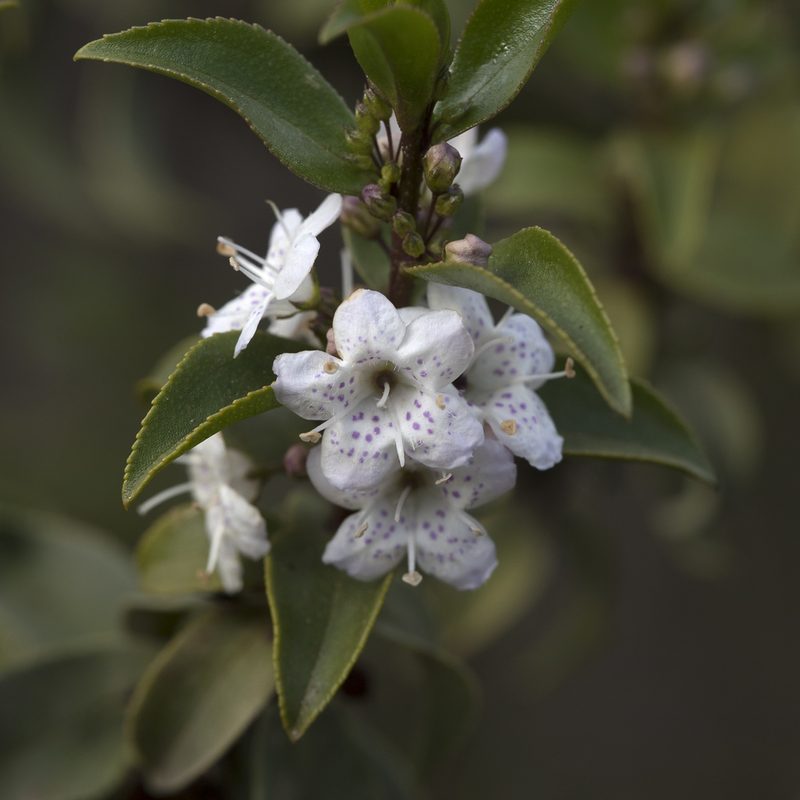 Myoporum viscosum, photographed by Kym Nicolson