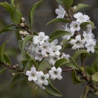 Myoporum viscosum, photographed by Kym Nicolson