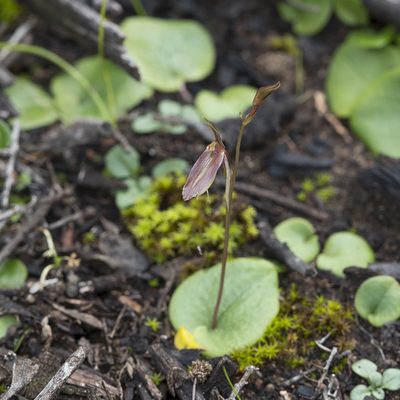 Cyrtostylis robusta, photographed by Kym Nicolson