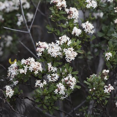 Pomaderris obcordata, photographed by Kym Nicolson
