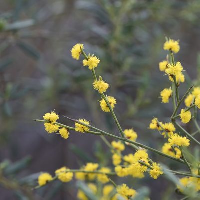 Acacia spinescens, photographed by Kym Nicolson