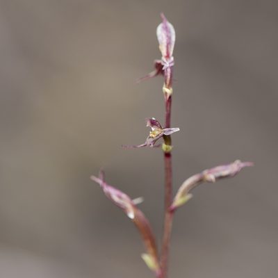 Acianthus pusillus, photographed by Kym Nicolson