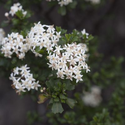 Pomaderris obcordata, photographed by Kym Nicolson