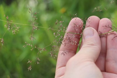 Agrostis gigantea, photographed by Nina Filippova