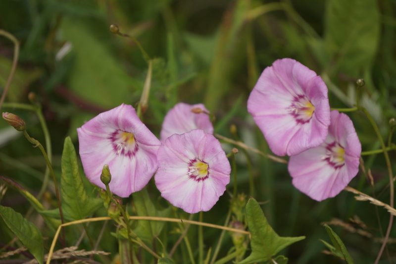 Convolvulus chinensis, photographed by Eleanor Pate