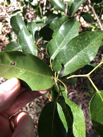 Apocissus oblonga, photographed by elawrey