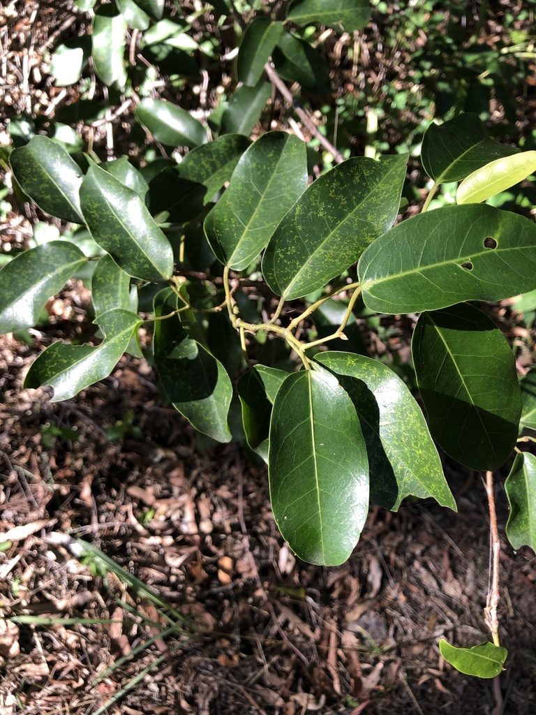 Apocissus oblonga, photographed by elawrey