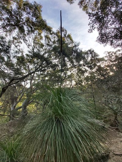 Xanthorrhoea arborea, photographed by Tim