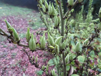 Veratrum oxysepalum, photographed by Marco Mussita
