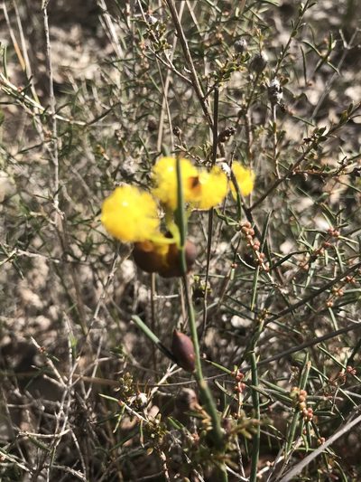 Acacia squamata, photographed by Ann Bentley