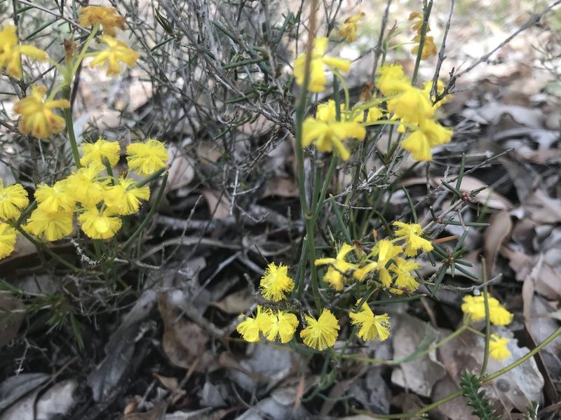 Acacia squamata, photographed by Ann Bentley