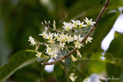 Dendrobium ovatum, photographed by Ramesh Shenai Jr.