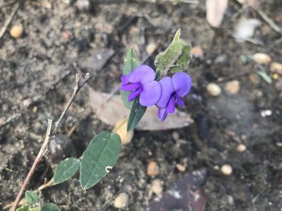 Hovea trisperma, photographed by Ann Bentley