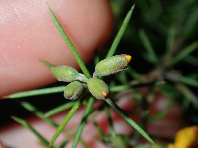 Dillwynia sieberi, photographed by Thomas Mesaglio