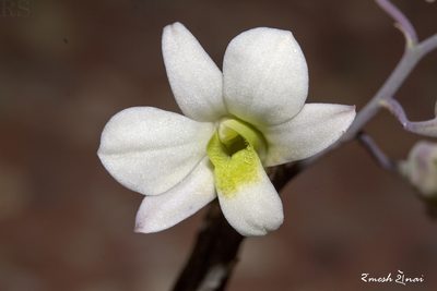 Dendrobium ovatum, photographed by Ramesh Shenai Jr.