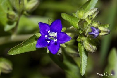 Hydrolea zeylanica, photographed by Ramesh Shenai Jr.