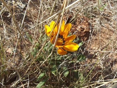 Gazania heterochaeta, photographed by Ludwig Muller