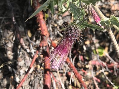 Cirsium arizonicum, photographed by Stephanie Taylor