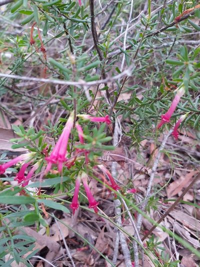 Styphelia tubiflora, photographed by Tim