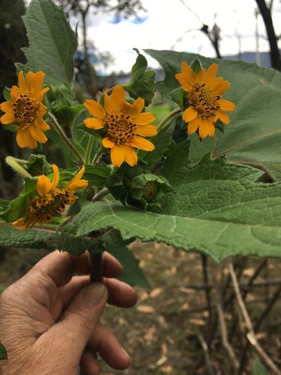 Smallanthus sonchifolius, photographed by margaritarestrepou