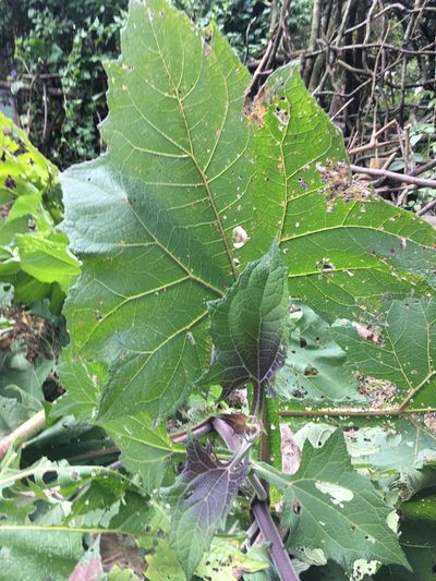 Smallanthus sonchifolius, photographed by margaritarestrepou