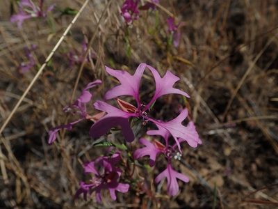 Clarkia pulchella, photographed by Mitch Van Dyke