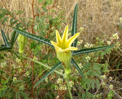 Cucurbita digitata, photographed by Andrew Tree