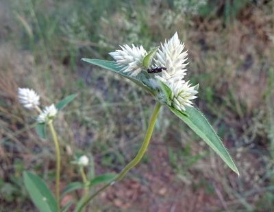 Gomphrena sonorae, photographed by Andrew Tree