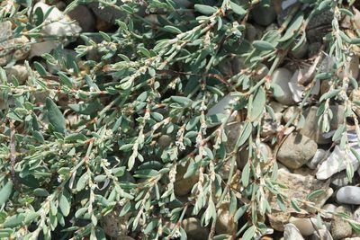 Polygonum glaucum, photographed by Matt Pelikan