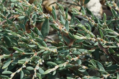 Polygonum glaucum, photographed by Matt Pelikan