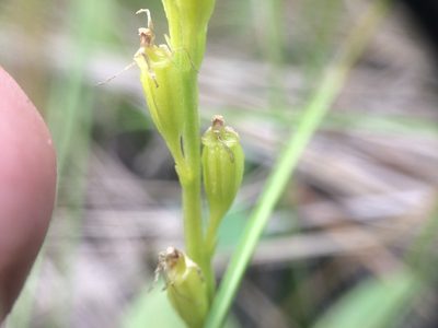 Liparis loeselii, photographed by Étienne Lacroix-Carignan