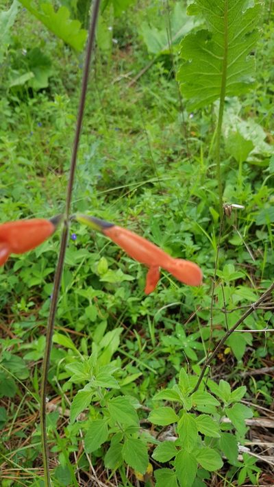 Salvia stolonifera, photographed by Eugenio Padilla