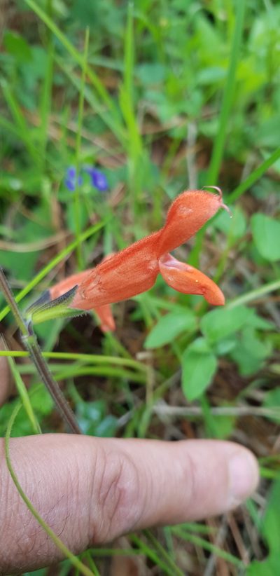 Salvia stolonifera, photographed by Eugenio Padilla