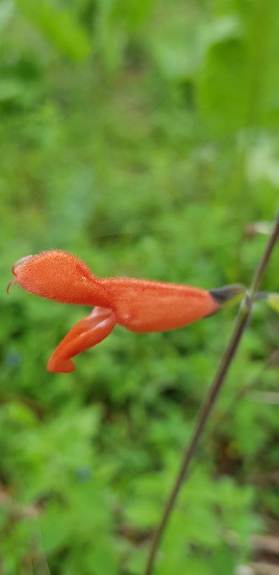 Salvia stolonifera, photographed by Eugenio Padilla