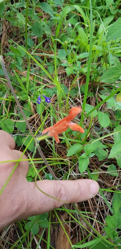 Salvia stolonifera, photographed by Eugenio Padilla
