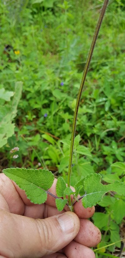 Salvia stolonifera, photographed by Eugenio Padilla