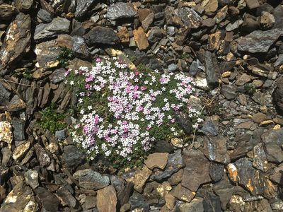 Androsace alpina, photographed by Karsten Rohweder