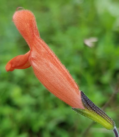 Salvia stolonifera, photographed by Eugenio Padilla