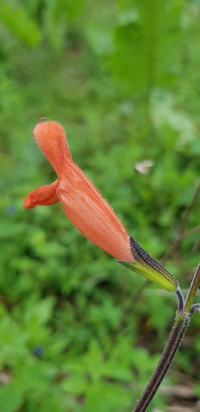Salvia stolonifera, photographed by Eugenio Padilla