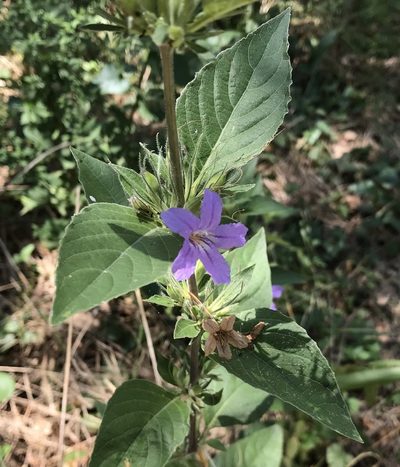 Ruellia drummondiana, photographed by Tyler Cannon