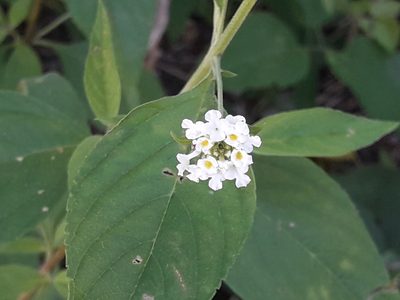 Lantana canescens, photographed by José Gerardo Velasco