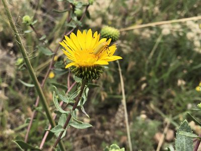 Grindelia subalpina, photographed by Jared Shorma