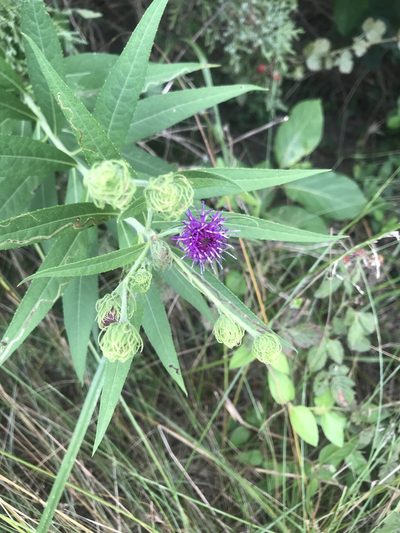 Vernonia arkansana, photographed by rashcollector