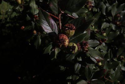 Crataegus mexicana, photographed by alejandrozab