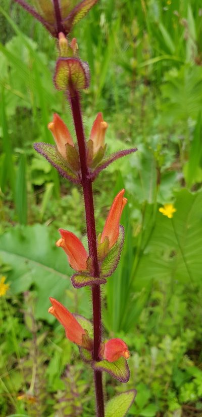 Lamourouxia macrantha, photographed by Eugenio Padilla