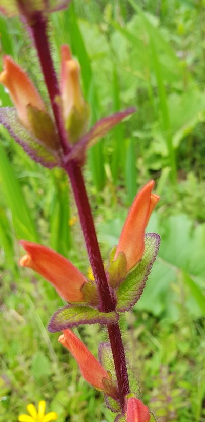 Lamourouxia macrantha, photographed by Eugenio Padilla