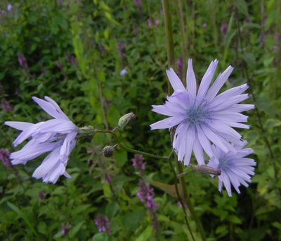 Lactuca macrophylla, photographed by Jon Mortin