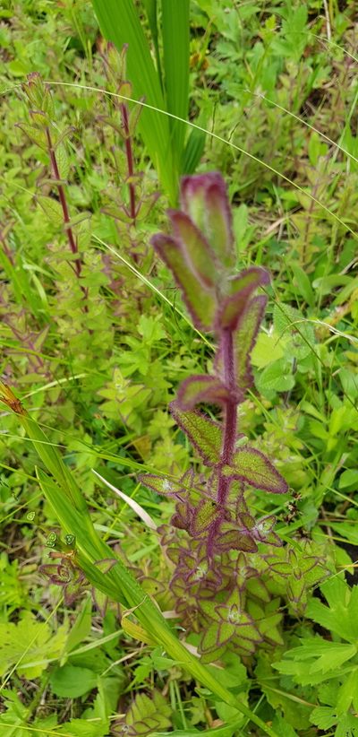 Lamourouxia macrantha, photographed by Eugenio Padilla