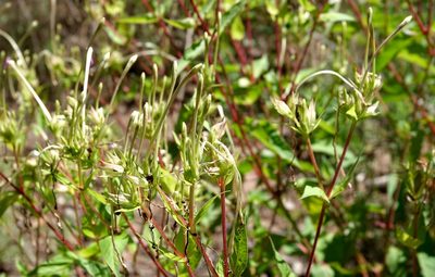 Mirabilis longiflora, photographed by desertnaturalist