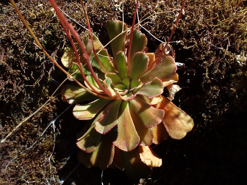 Lewisia cantelovii, photographed by Scott Yarger